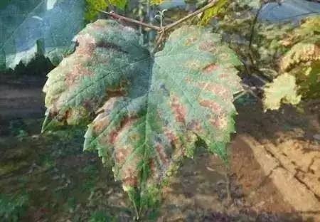 葡萄叶片黄化怎么治疗,葡萄叶片黄化斑驳
