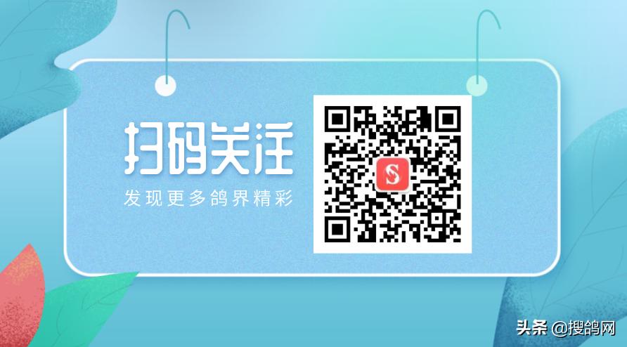 赛鸽出赛前的五大秘籍,赛鸽进关之前的准备