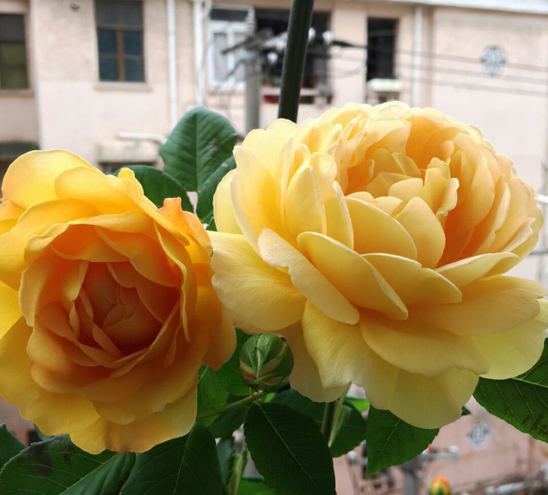 花盆中的羊粪异味闻到头晕，怎么去除呢？自制无臭味的养花肥料