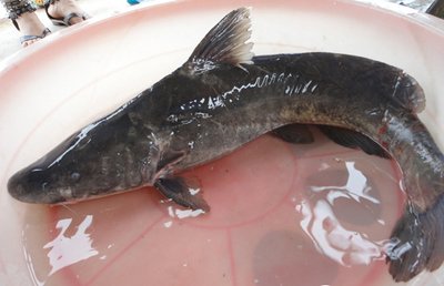 如何辨别海水鱼的公母,淡水鱼和海水鱼有什么区别