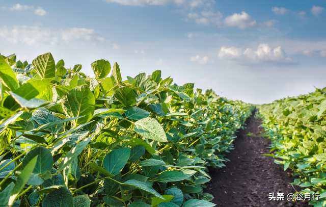 一级大豆油压榨,一级压榨大豆油20升