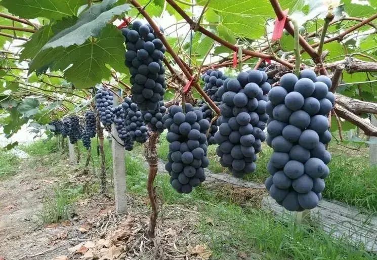 买的新疆葡萄干为什么西安发货,新疆葡萄干为什么从东北发货