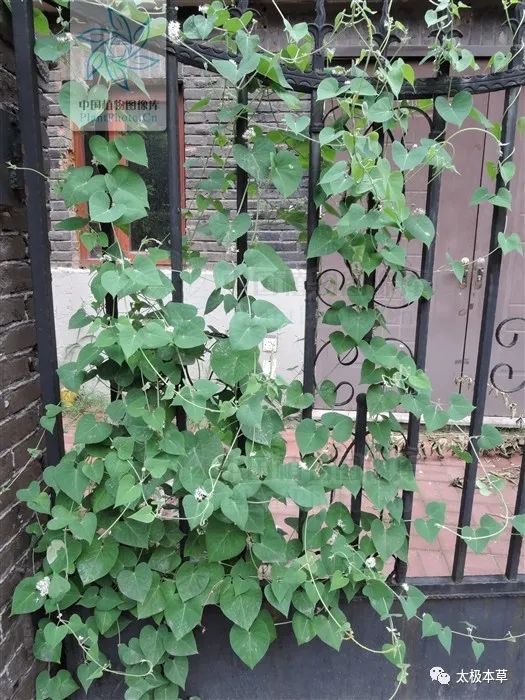 鹅绒藤是草本吗,鹅绒藤汁液