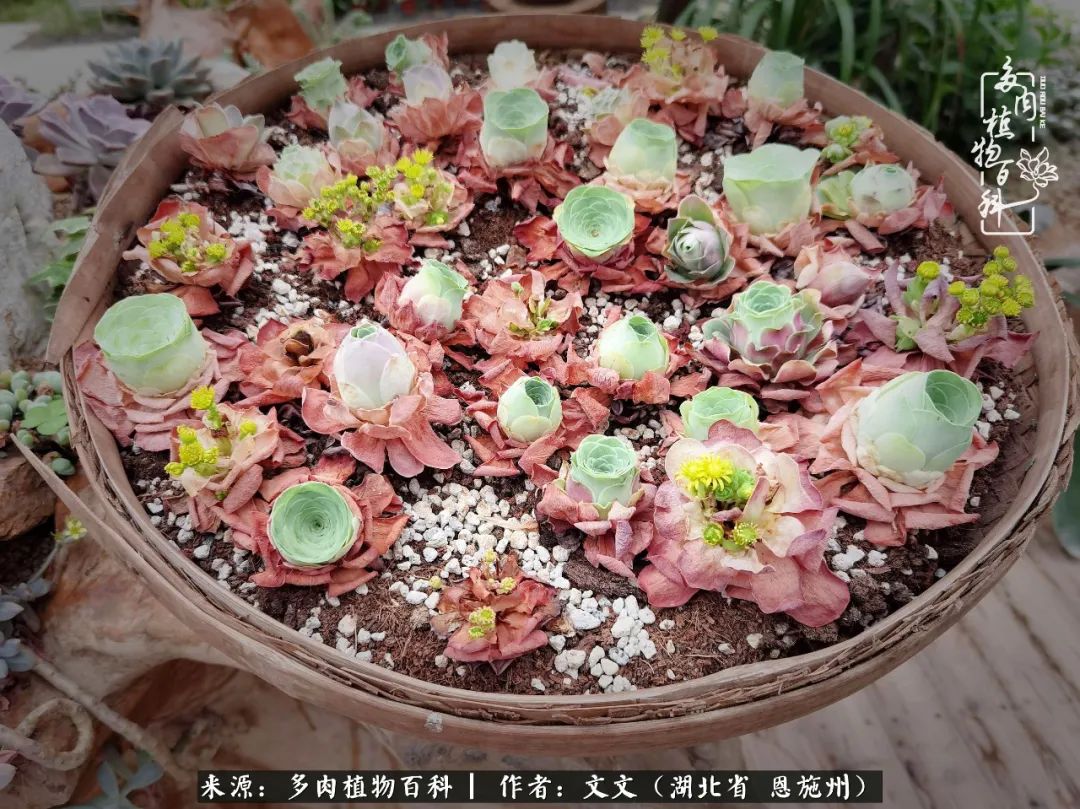 夏季多肉花园图片,初夏多肉花园