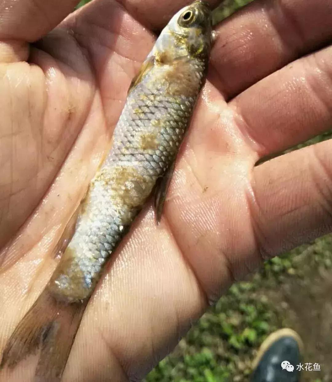 鱼类生病的表现,鱼类赤皮病