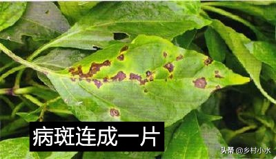 辣椒叶出现黄色斑点是什么原因,辣椒叶片黄有叶斑怎么办