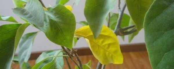 植物水浇多了蔫了怎么办,植物水浇多了烂根了怎么补救