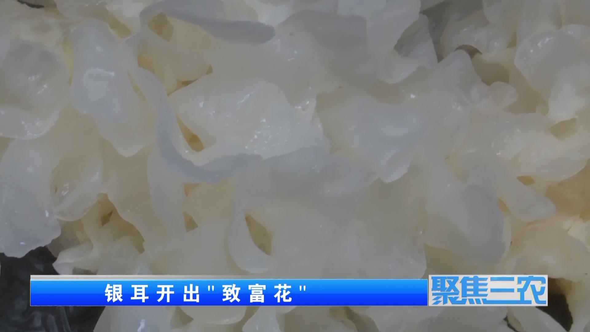 聚焦三农种植蔬菜致富,福建古田银耳栽培致富事例