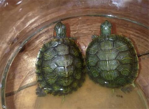 小乌龟吃什么怎么养,养的小乌龟吃什么食物