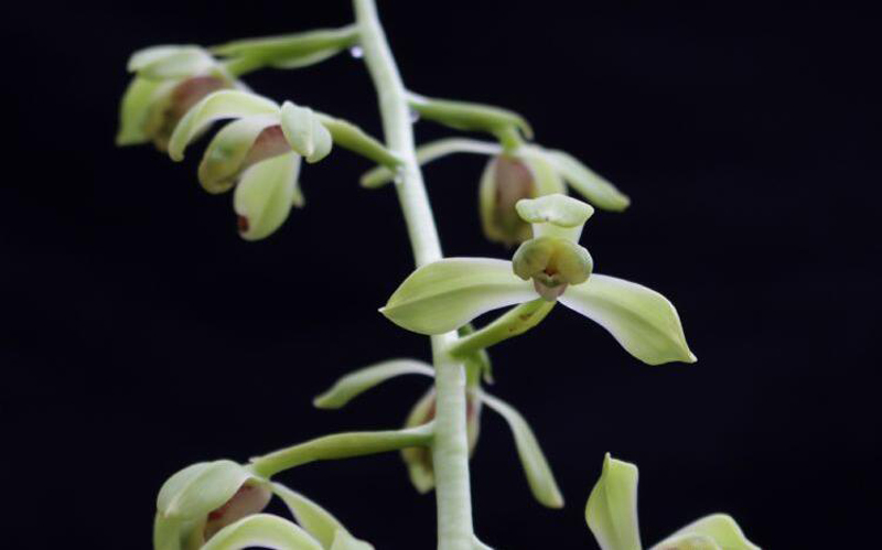 兰花上盆步骤详细演示讲解,兰花刚上盆几天可以浇水