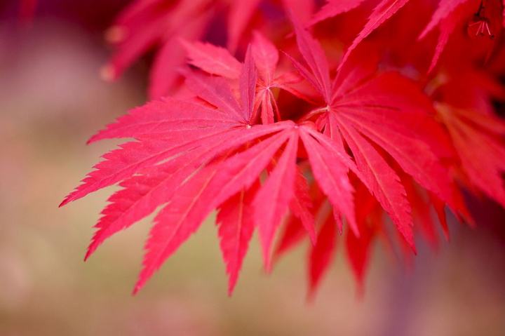 枫醉秋色叶叶红，又“为问东风吹老，几度枫江兰径，千里转平芜”