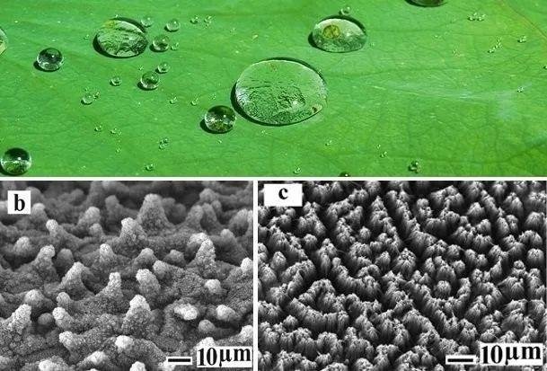 荷叶为什么不沾水科普讲解,荷叶为什么不沾水教案