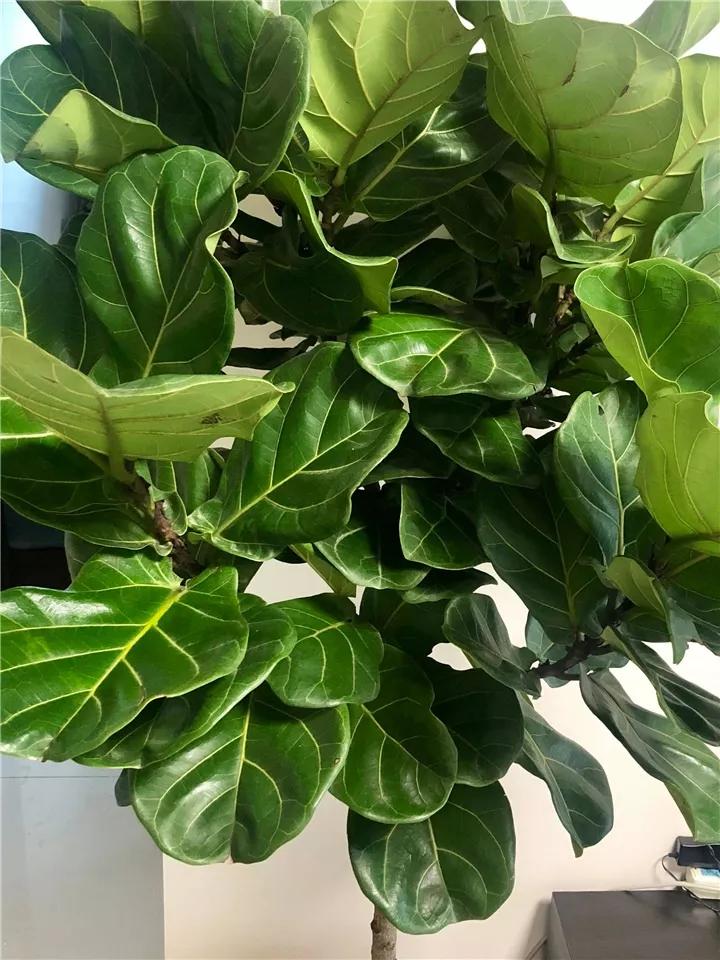 在叶子上的蓝色营养液,在植物的叶子上喷水有用吗