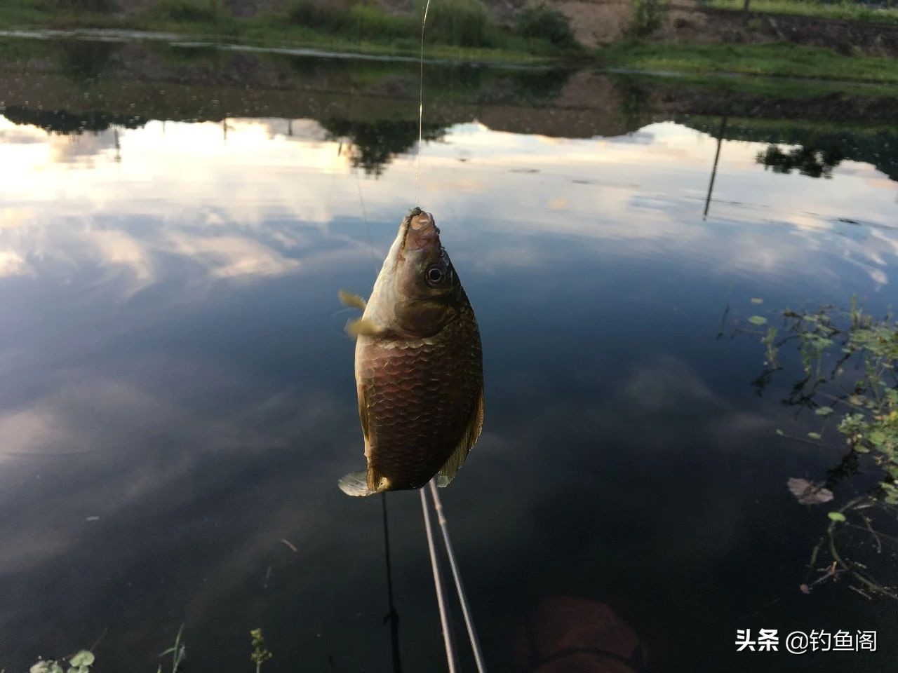 饵料越香越好吗,饵料太腥是不是容易招小鱼