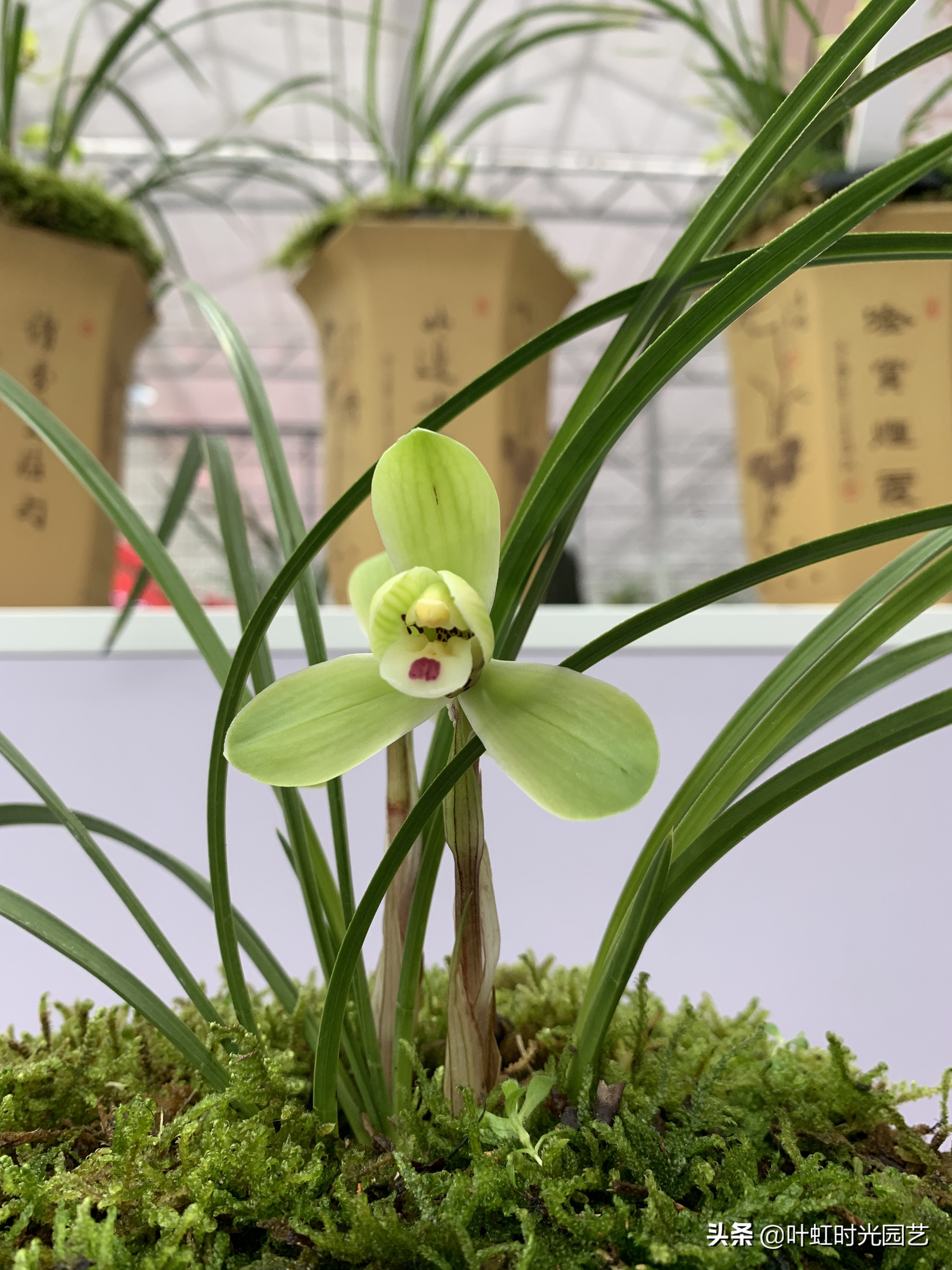 兰花叶片喷水,兰花叶子喷水