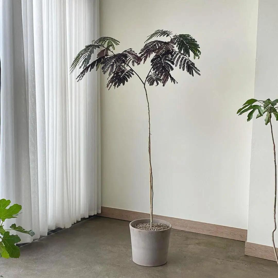 ins十大网红绿植,ins网红绿植大全