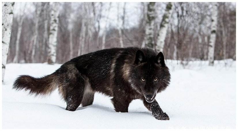 极度恐慌北大荒上的狼灾,极度恐慌全集
