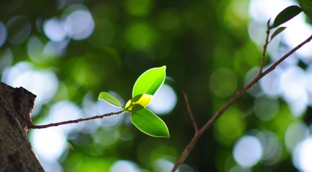 穹窿山国家森林公园接待游客,穹窿山景区旅游感受