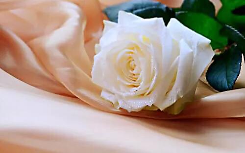 保加利亚玫瑰纯露官方旗舰店,保加利亚玫瑰介绍