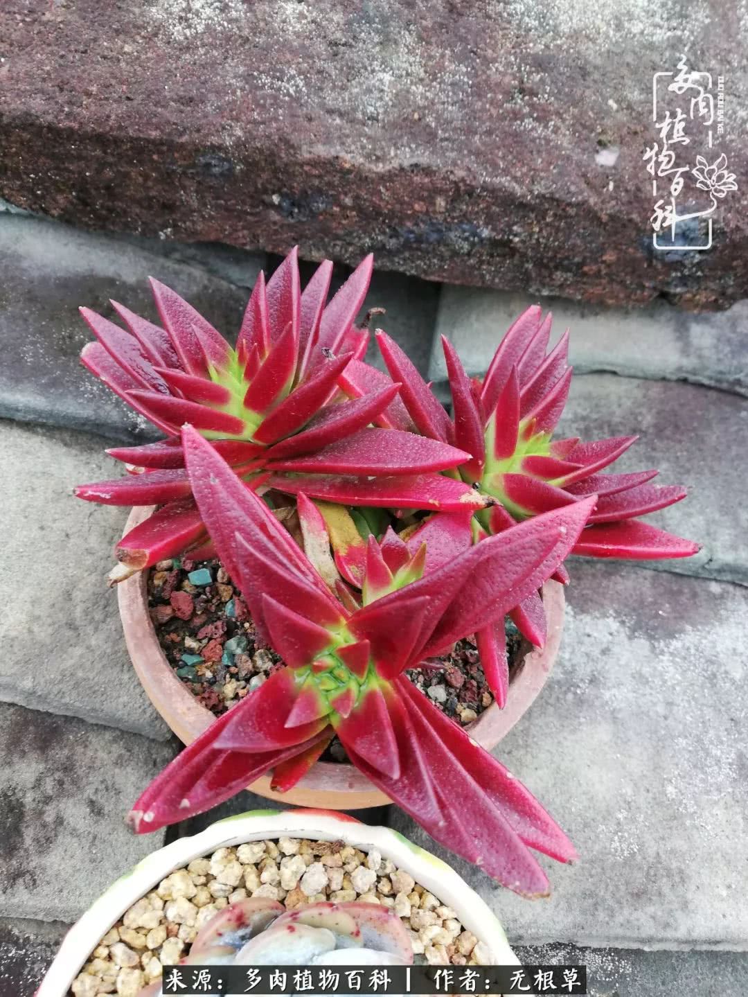 多肉寒冬中茁壮成长,多肉岁月的沉淀