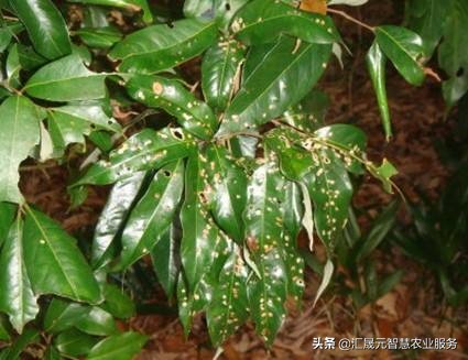 荔枝叶子有点黄怎么办,荔枝叶起疙瘩