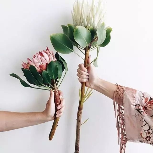 花店之旅,日本花店的真实感受