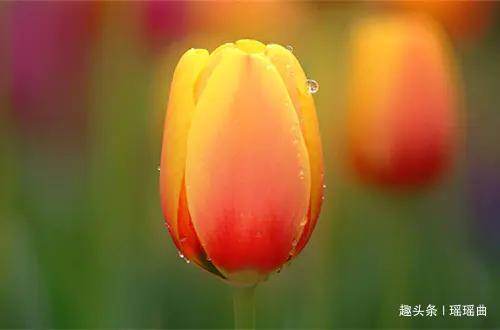 各国国花及花语,各国的国花和花语