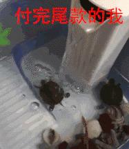 双11实录快递,双十一回忆录全集