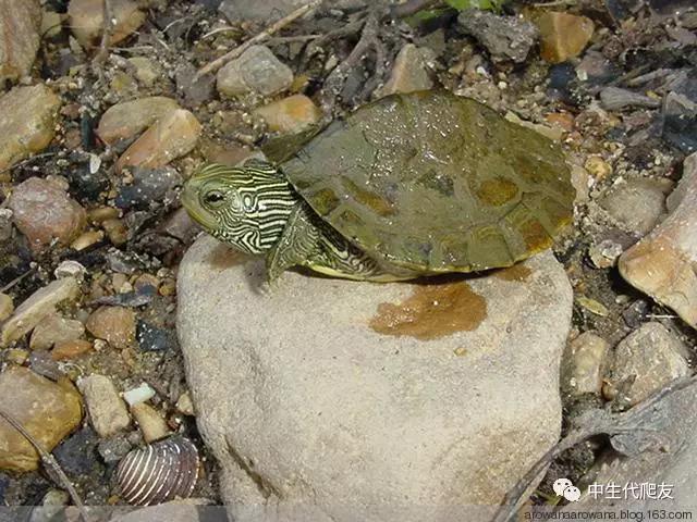 地图龟成体样子,地图龟种类及图解