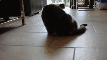 猫咪总喜欢跑酷怎么办,猫咪喜欢到处乱窜怎么回事