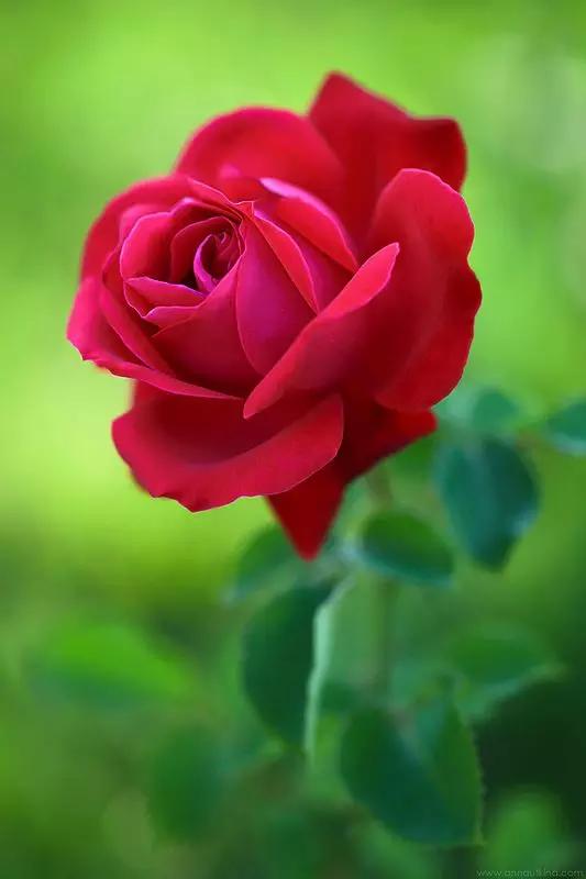 至爱之花,至爱之花歌曲