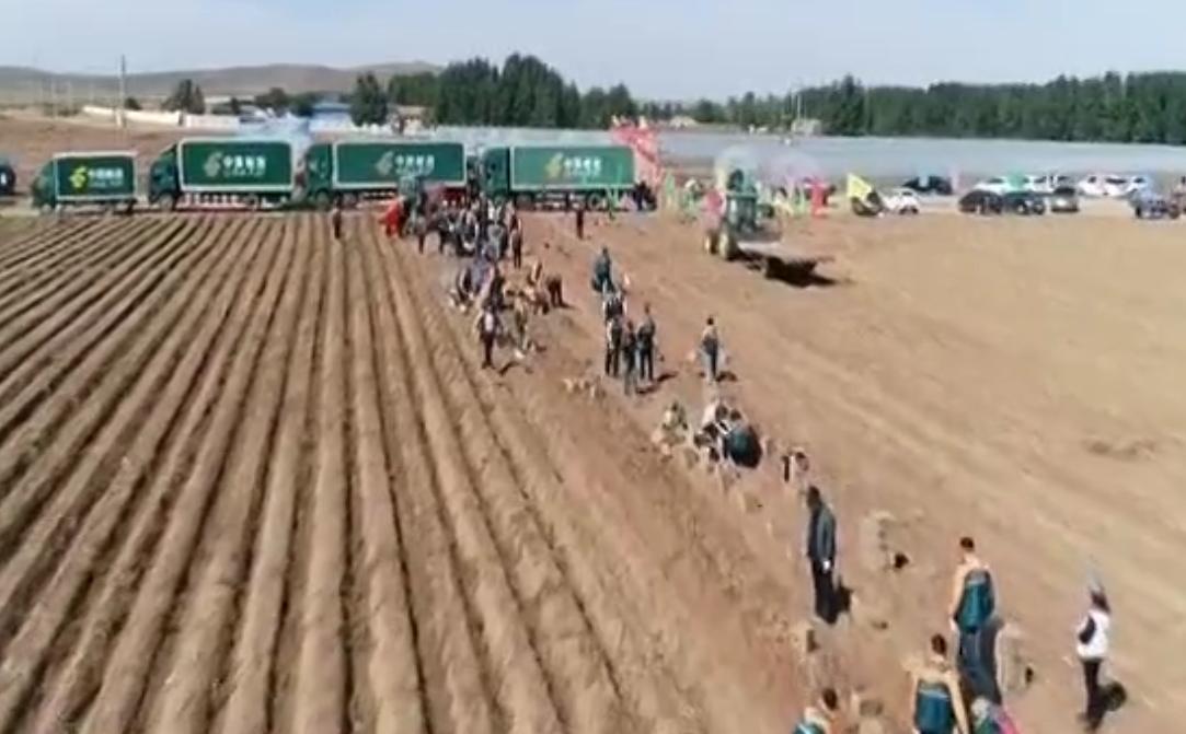 内蒙马铃薯丰收,内蒙古马铃薯丰收