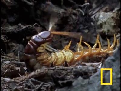 当蜈蚣遇到南方蟑螂会怎样,南方的大蟑螂有多可怕