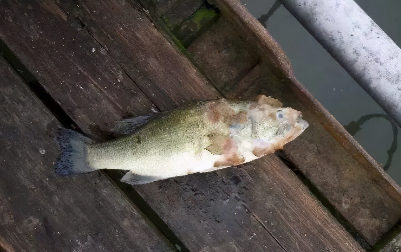 越冬期水霉病高发如何防控,冬天水霉病最佳治疗方法