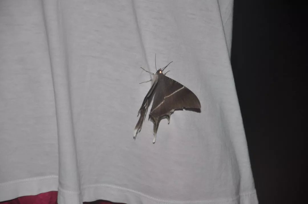 传说中的蛊虫真的有吗,传说中的扑棱蛾子