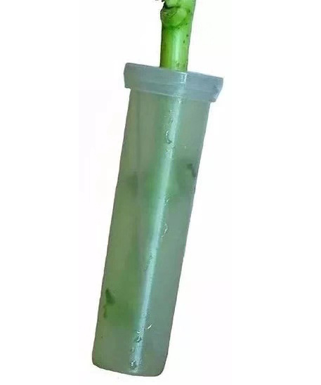 绣球花买回来一天就蔫了怎么办,绣球花彻底蔫了怎么办