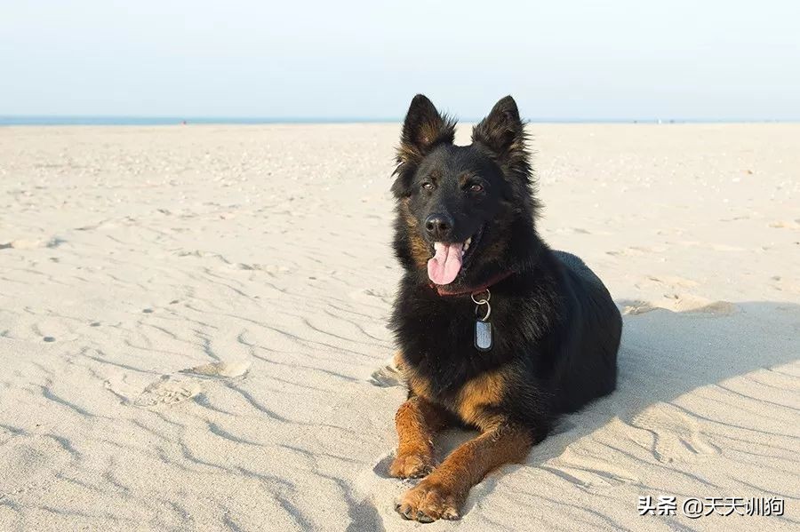 马犬和德牧都是禁养的吗,宠物为什么大家都不太敢养马犬