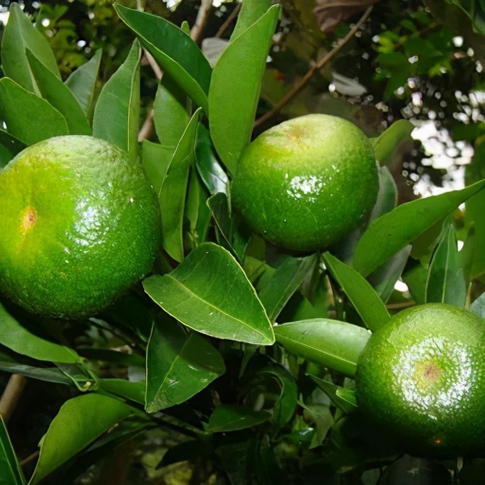 绿薄荷香薰精油作用 (绿橘香氛精油怎么用)