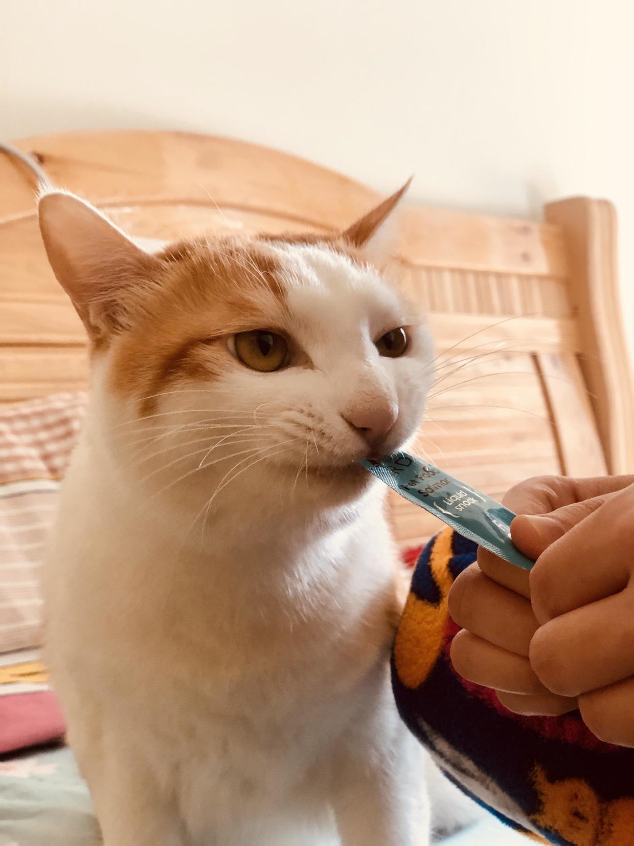 训练猫咪的100种方法,训练猫咪的基本方法和注意事项