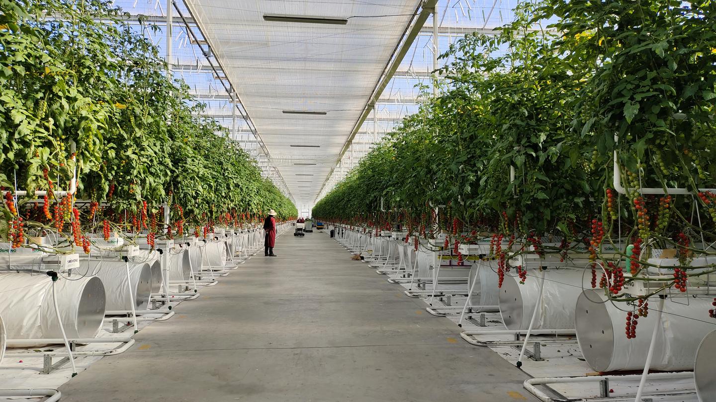 【加快项目建设推进高质量发展】戈壁滩崛起“农业工厂”——古浪越海农业书写古浪现代农业新篇章