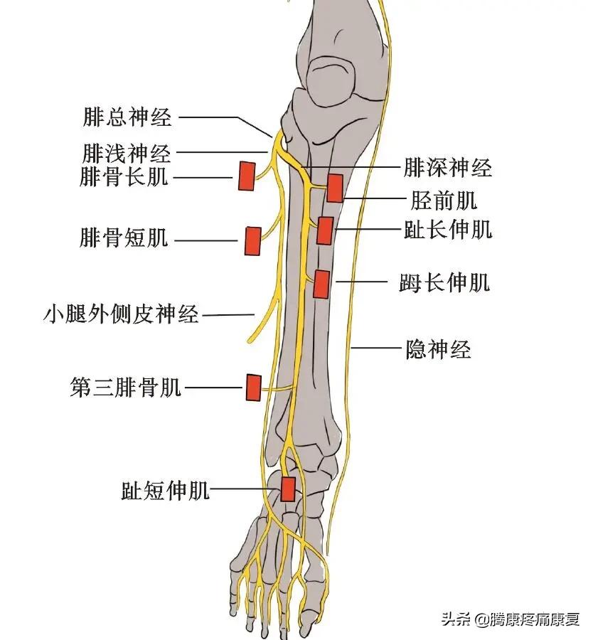 小腿疼痛的原因和治疗原则,小腿窝疼痛是什么原因造成的