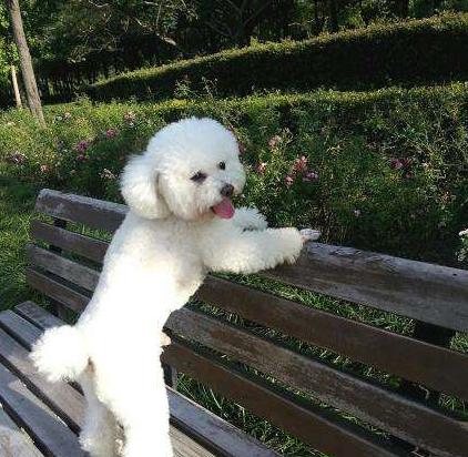 比熊双排牙有什么影响吗,比熊双排牙图片