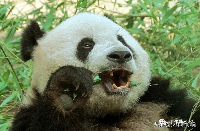 近期因为人类导致的物种灭绝,科普五次物种灭绝事件