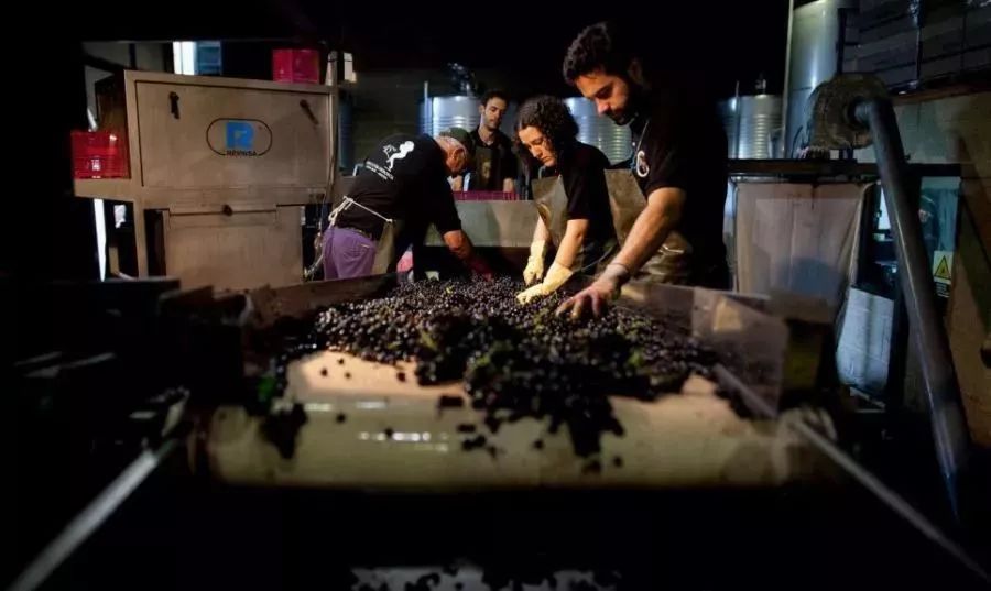 红葡萄酒酿造的一般工艺流程,红葡萄酒一般酿造流程