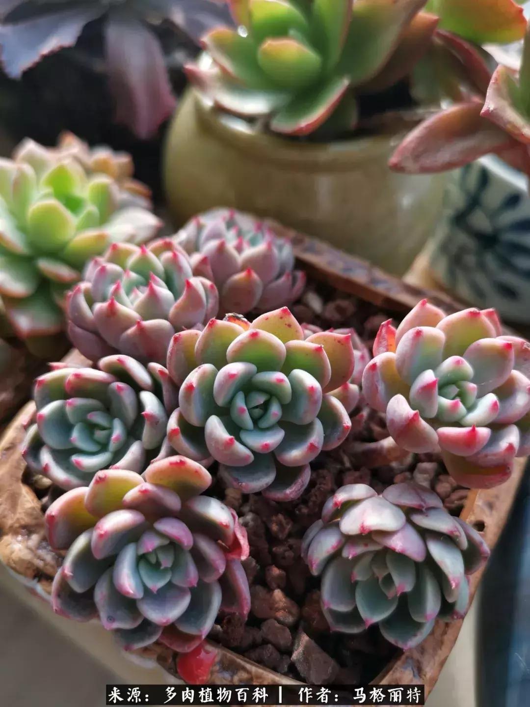 北方阳台多肉怎么过冬,北方阳台多肉