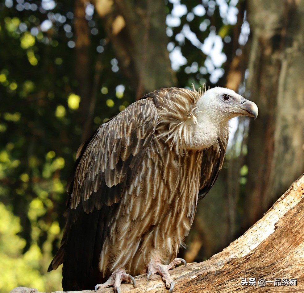 鸟类名字生僻字,带有鸟字的生僻字