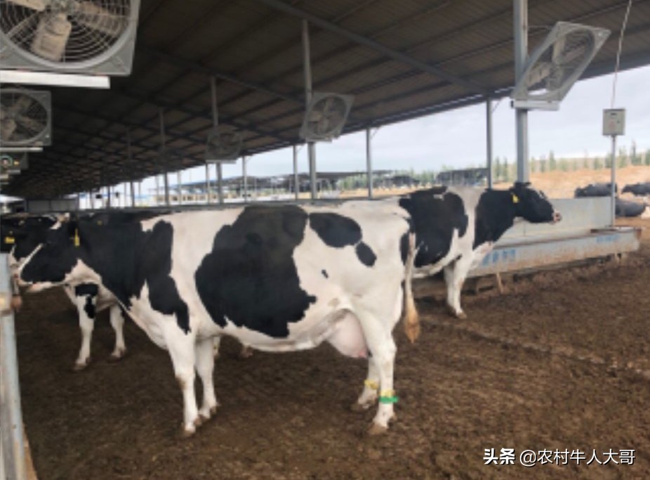 中国奶牛乳房炎的发病情况,奶牛乳房炎症状有哪些