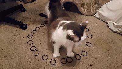 怎样可以封印住一只猫,咋样可以快速封印猫咪