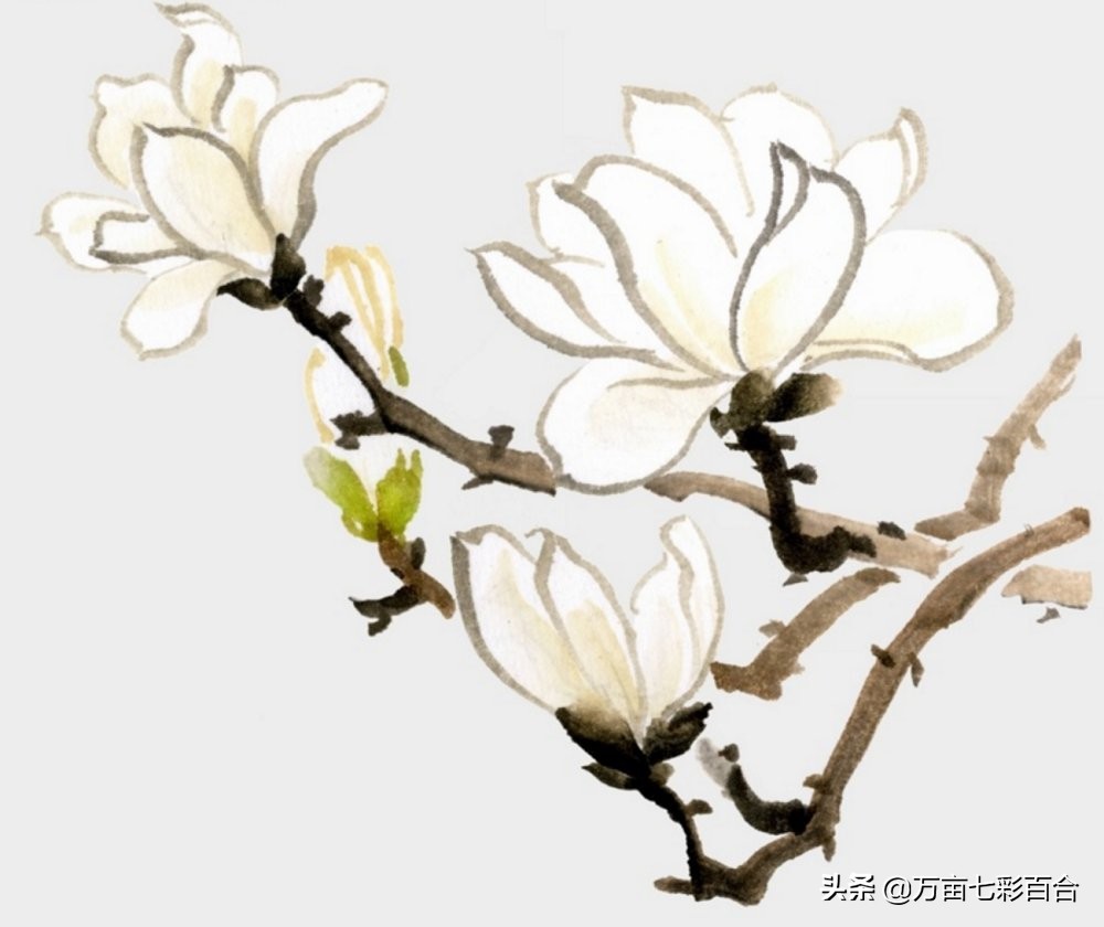 每个城市都有自己独特的市花,每个城市的市花是什么花和由来