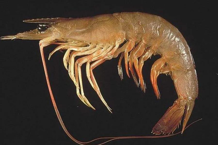 所有虾类哪种更好吃些图片,给你科普一下虾的种类